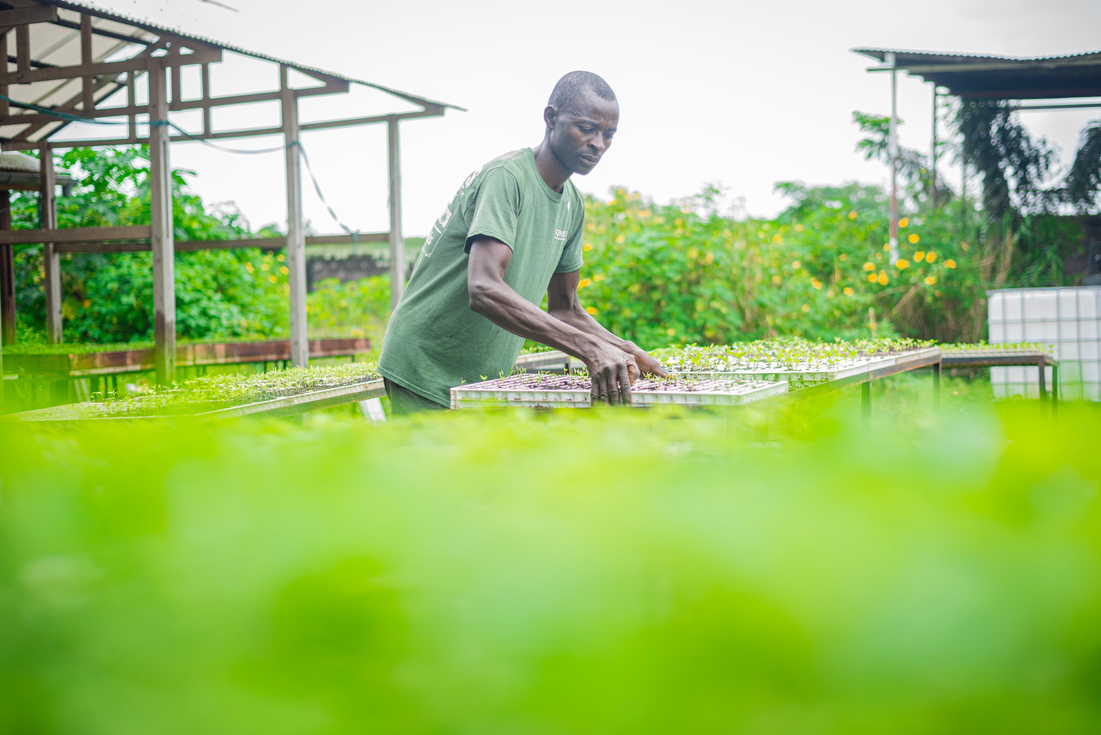 Production de semences adaptées au climat tropical