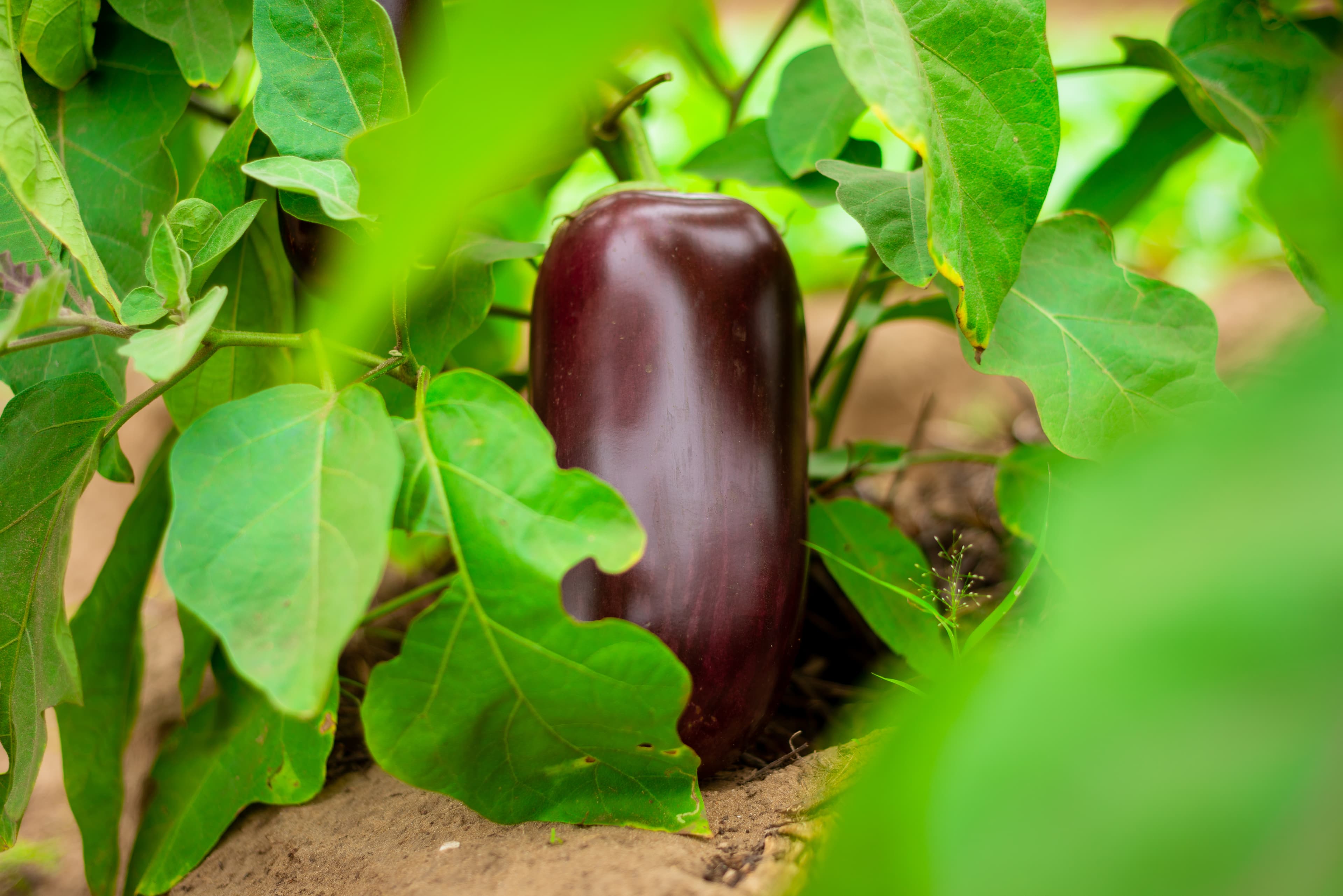 Aubergines en culture