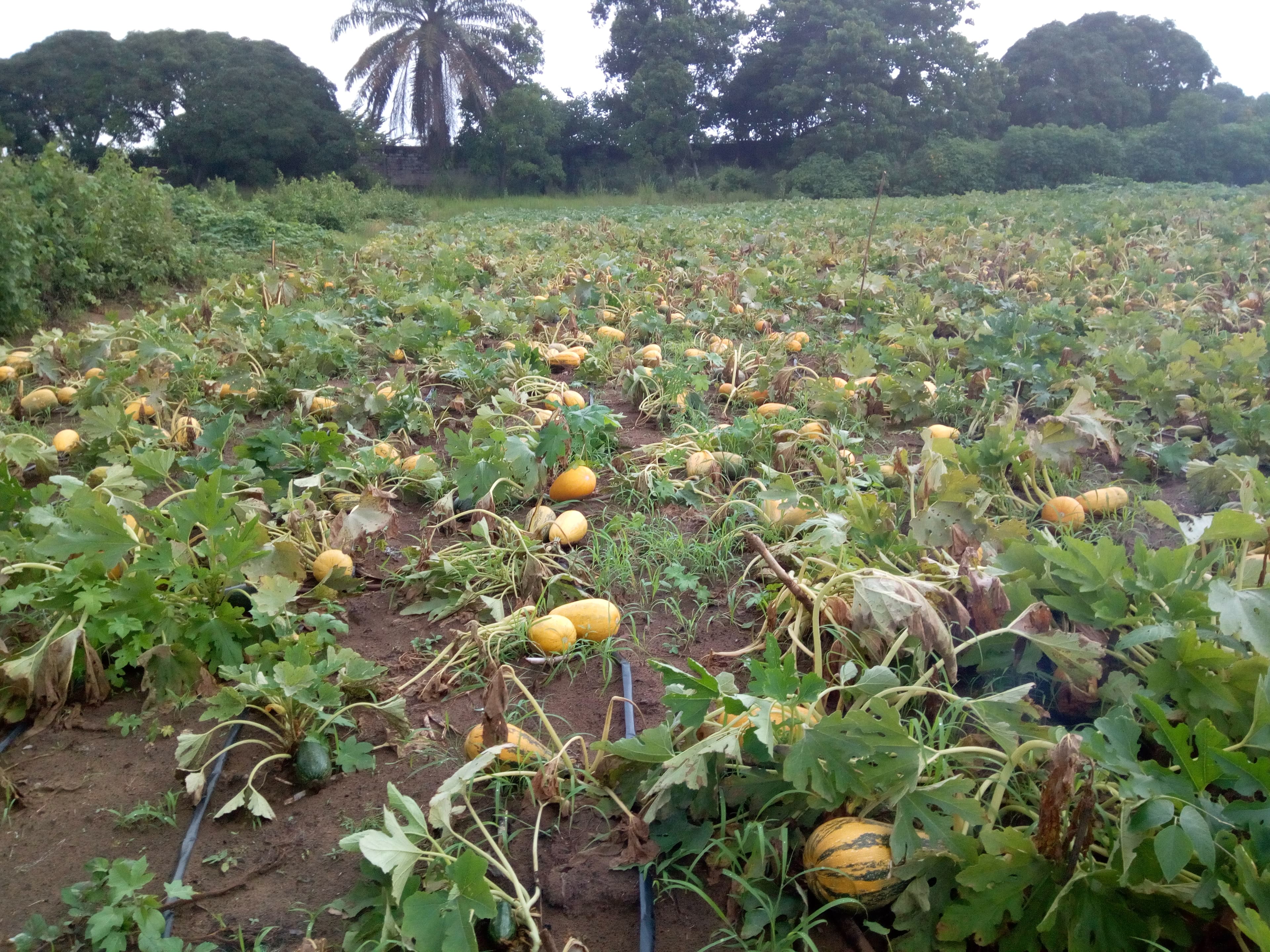 Courgette