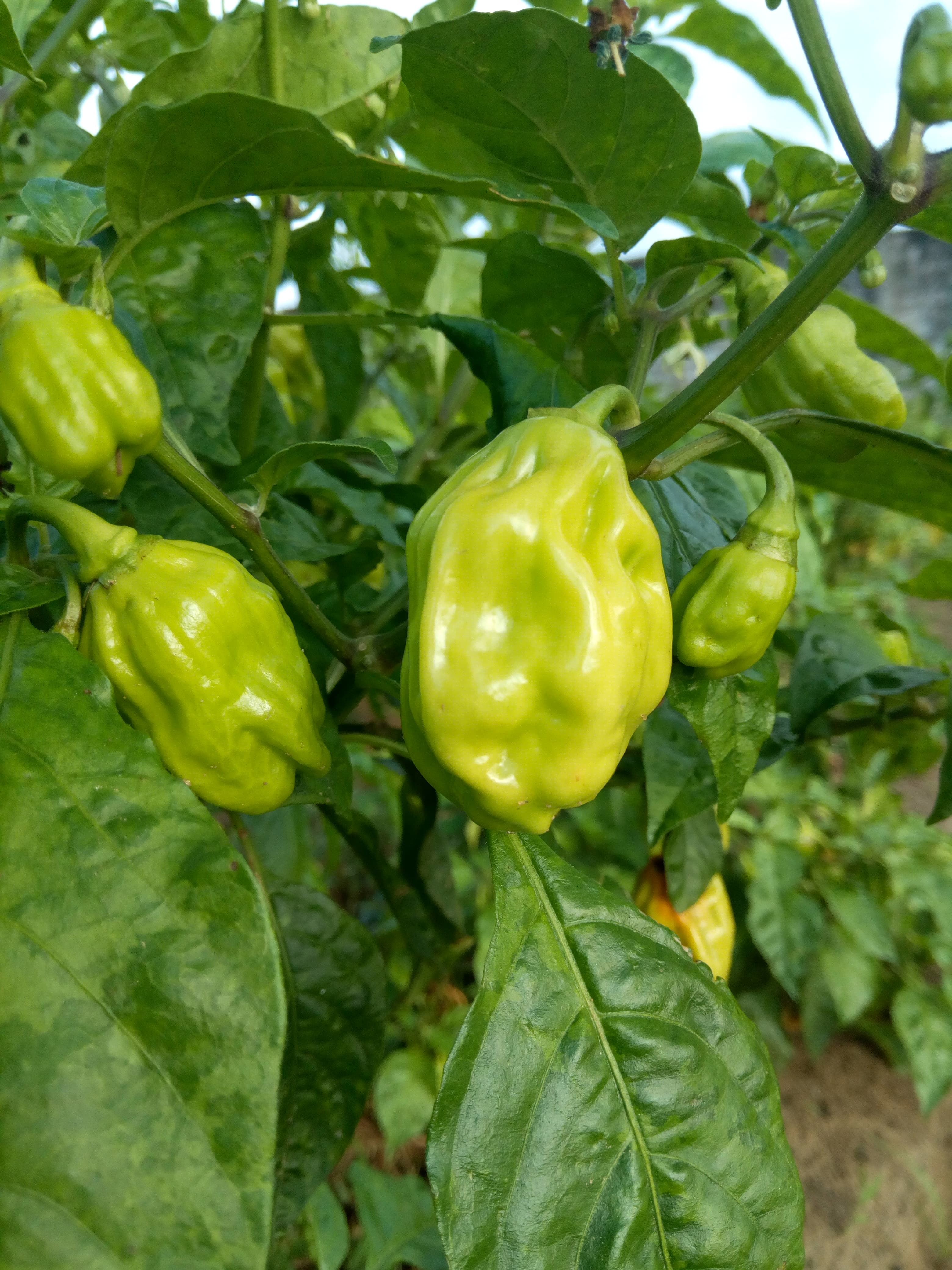 Piment