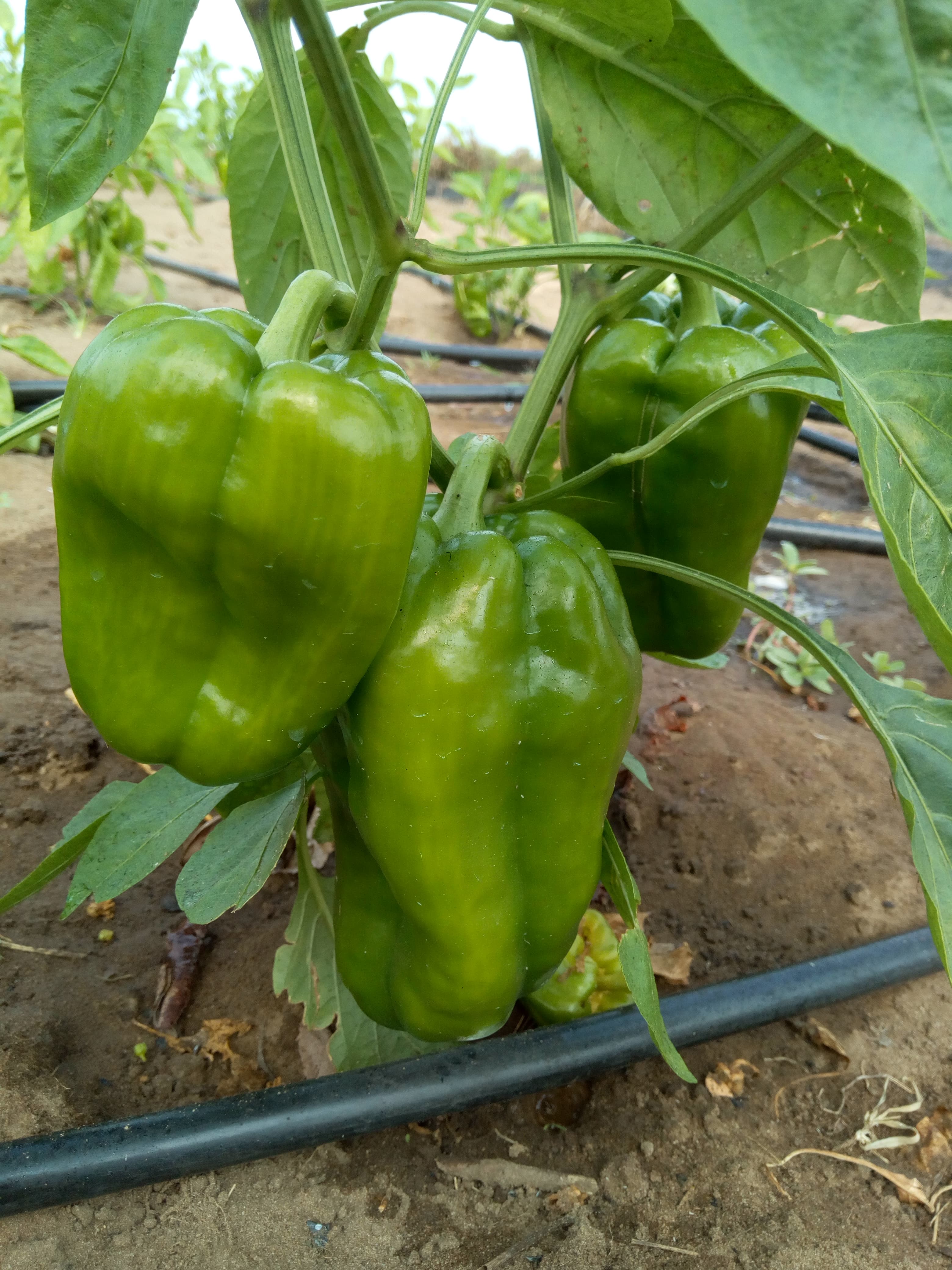 Poivrons verts sur pied