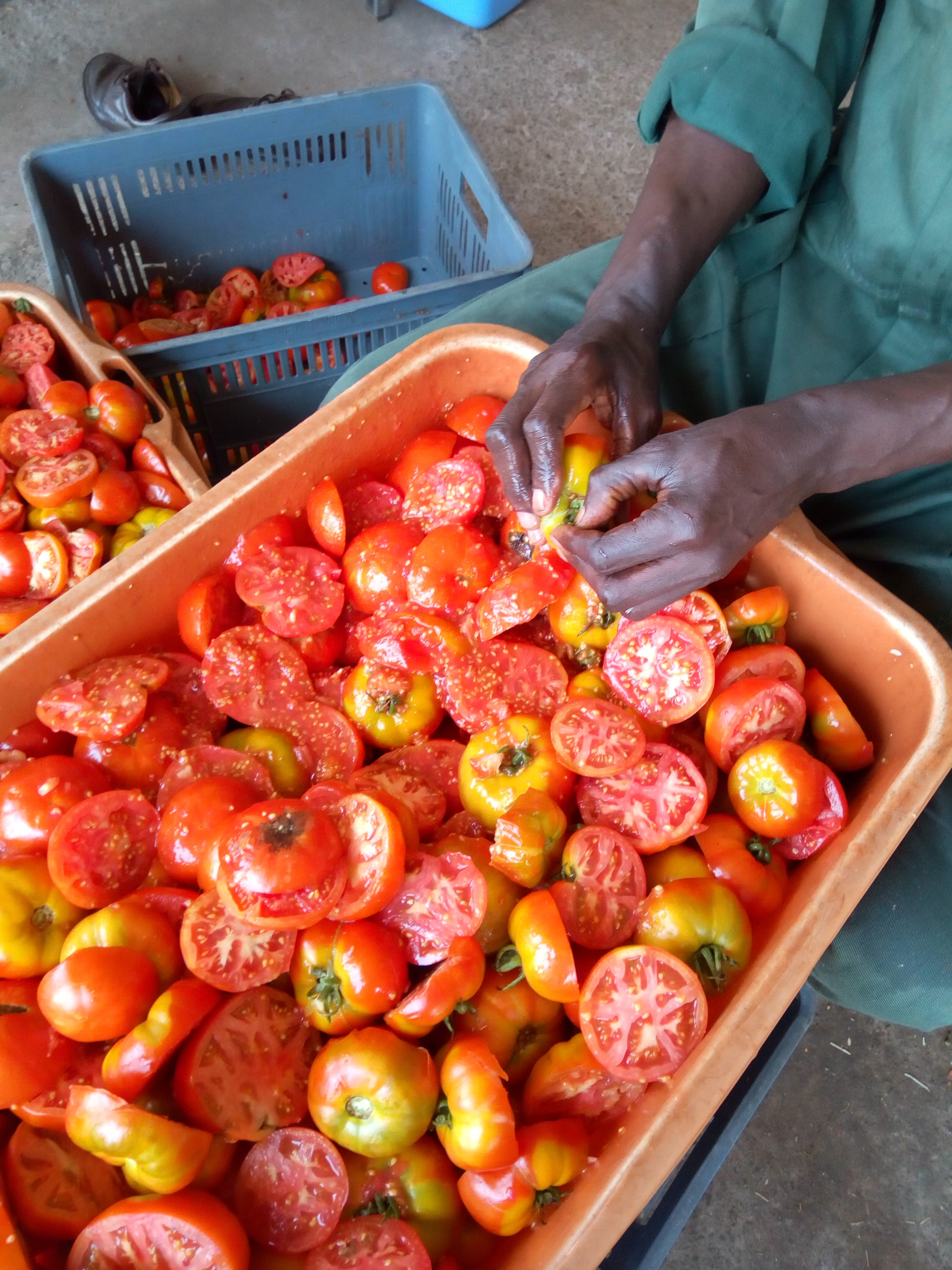 Tomate (Variétés courtes et longues)