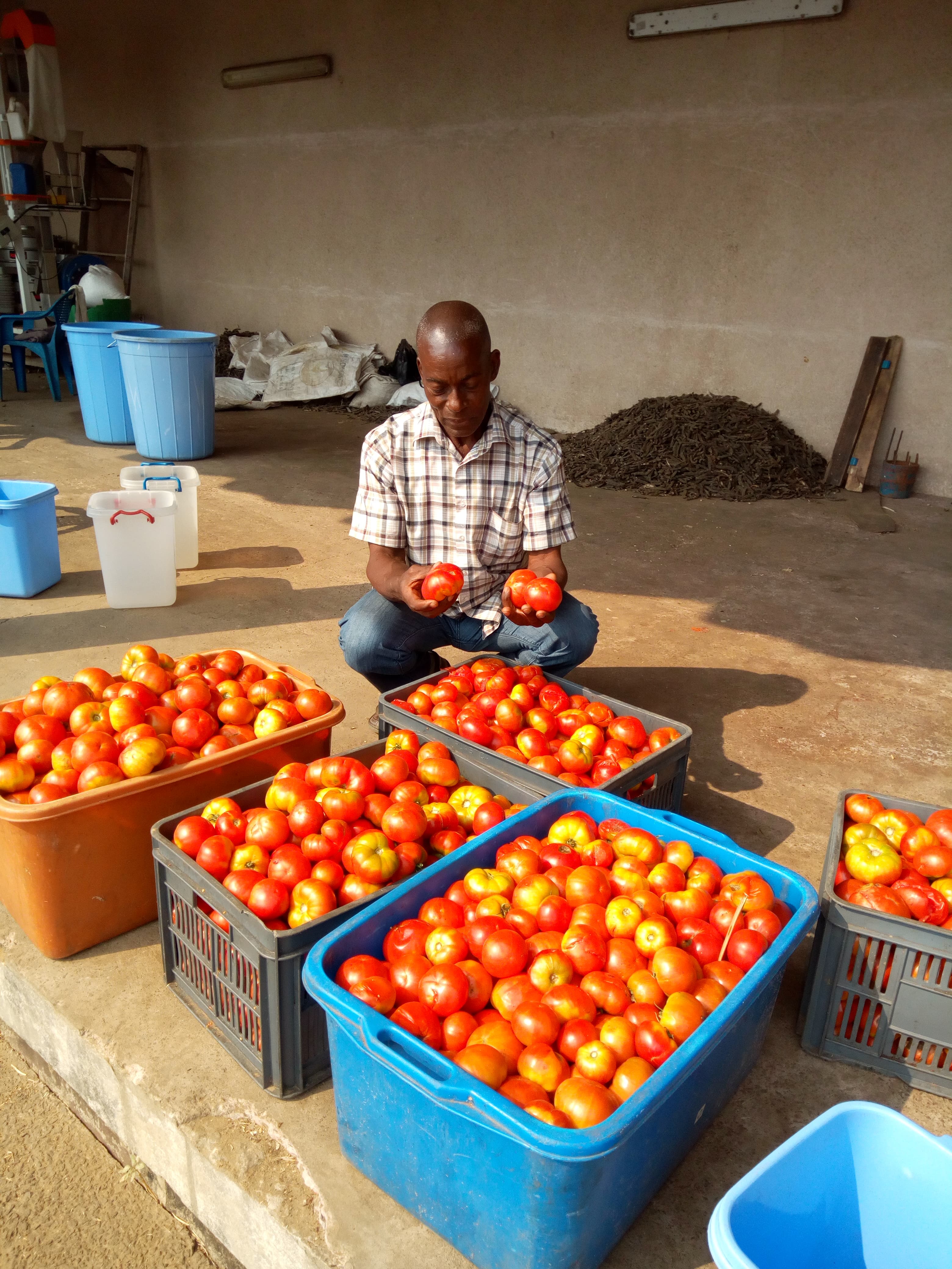 Tomates récoltées et triées