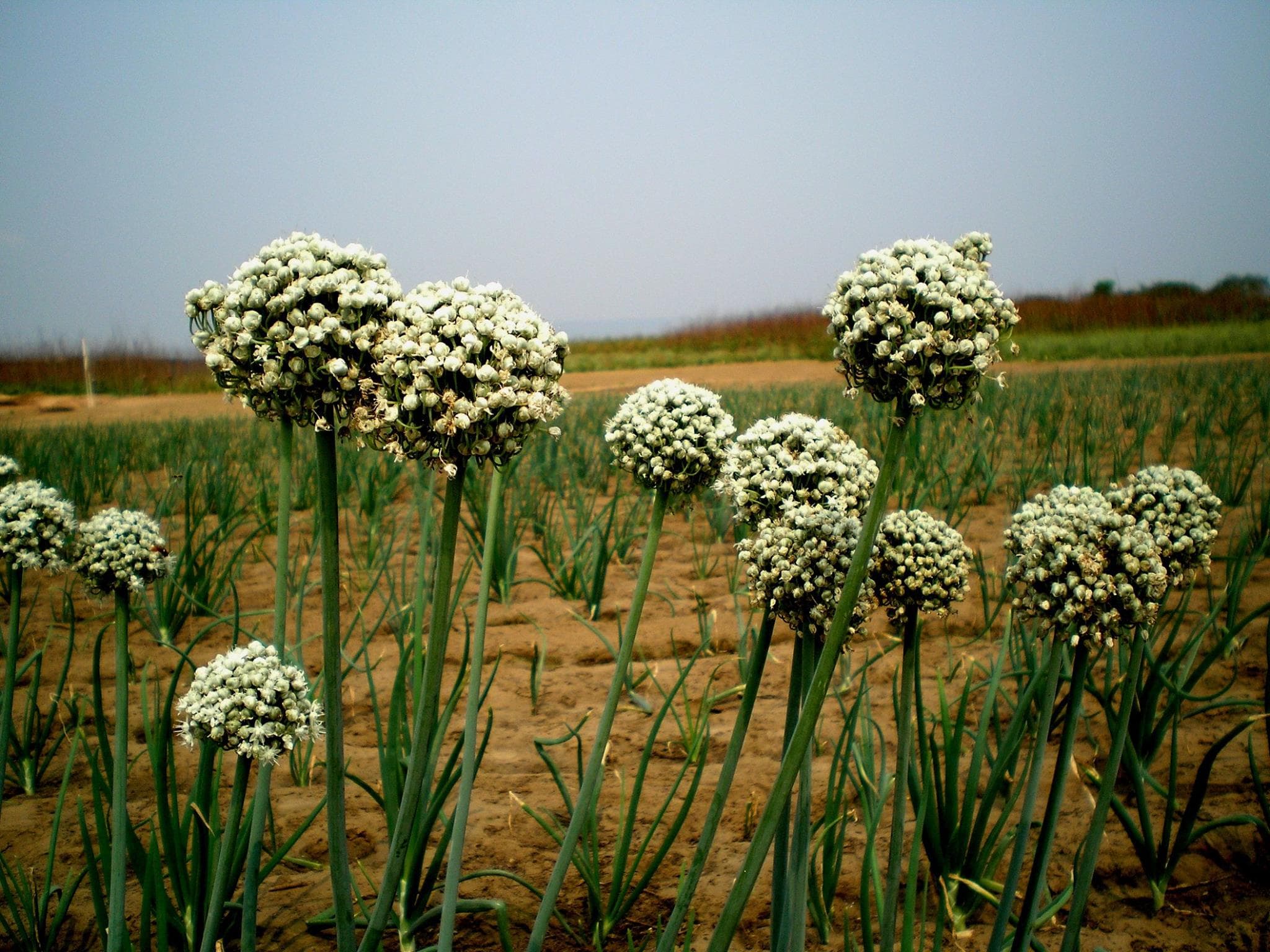Plantes porte-graines en culture